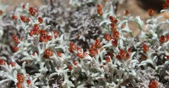 Helichrysum cylindriflorum