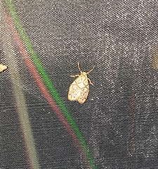 Miltochrista irregularis