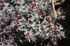 Helichrysum cylindriflorum