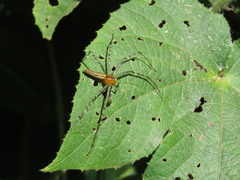 Peucetia rubrolineata