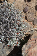 Helichrysum cylindriflorum