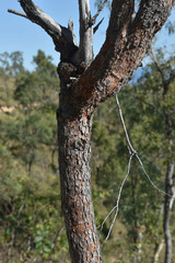 Corymbia erythrophloia