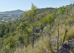 Grevillea parallela