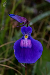 Utricularia