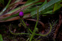 Drosera indica