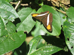 Adelpha