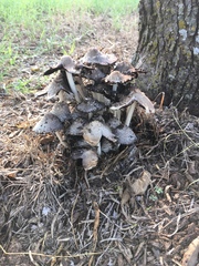 Coprinellus flocculosus