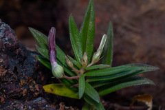 Ceropegia jainii