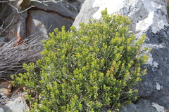 Agathosma ovata