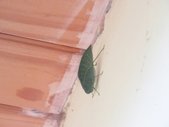 Anapolisia micromargaritifera