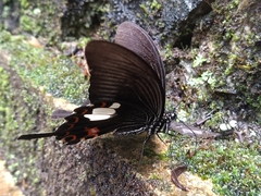 Papilio helenus