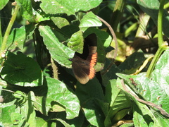 Biblis hyperia