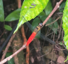 Orchithemis pulcherrima