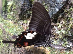 Papilio helenus