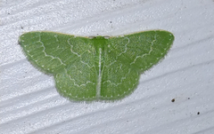 Synchlora