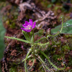 Drosera indica