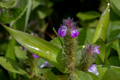 Acanthaceae