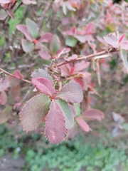 Berberis vulgaris