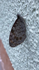 Lasiommata