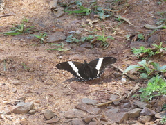 Siproeta epaphus trayja