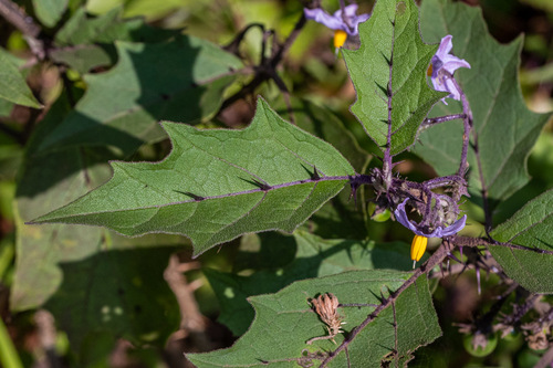 Solanum hovei