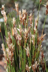 Elegia filacea