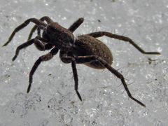 Alopecosa pulverulenta