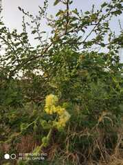Pithecellobium dulce