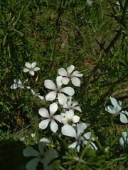 Linum suffruticosum