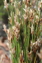 Elegia filacea