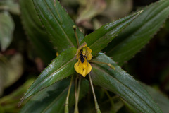 Impatiens dalzellii