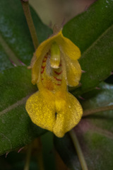 Impatiens dalzellii