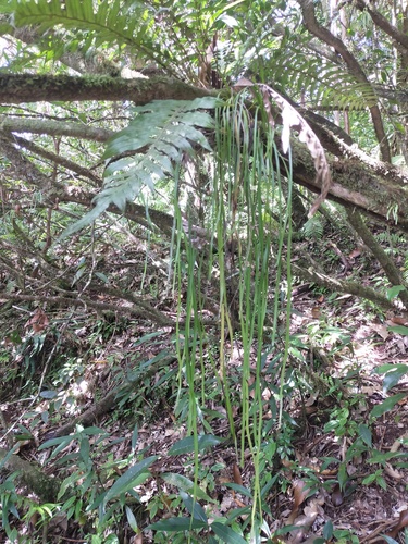 Haplopteris zosterifolia observed 2022-09-29