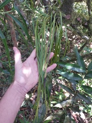 Haplopteris zosterifolia