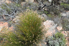 Elegia filacea