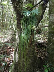Haplopteris zosterifolia