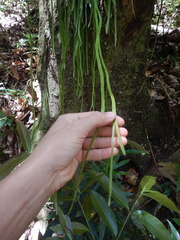 Haplopteris zosterifolia