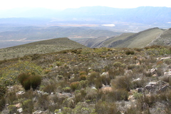 Elegia filacea