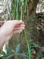 Haplopteris zosterifolia