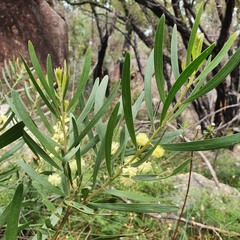 Acacia venulosa