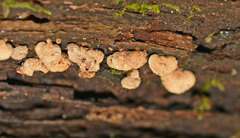 Panellus pusillus