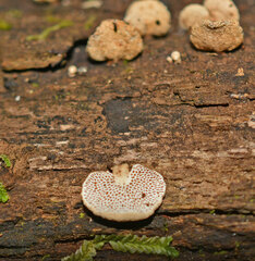 Panellus pusillus