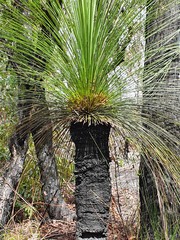 Xanthorrhoea glauca