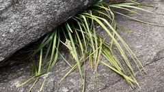 Lomandra