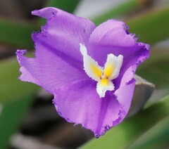Patersonia occidentalis