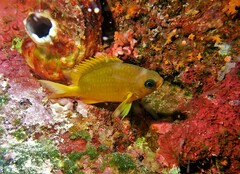 Chromis analis