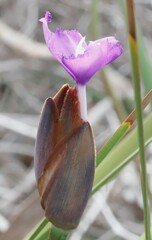 Patersonia occidentalis