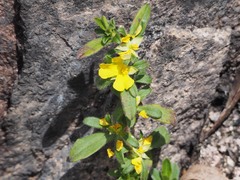 Hibbertia villosa