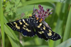 Phalaenoides tristifica