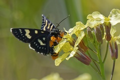 Phalaenoides tristifica